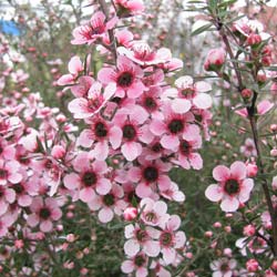 Arbre à thé Rose, Manuka Rose / Leptospermum scoparium rosea